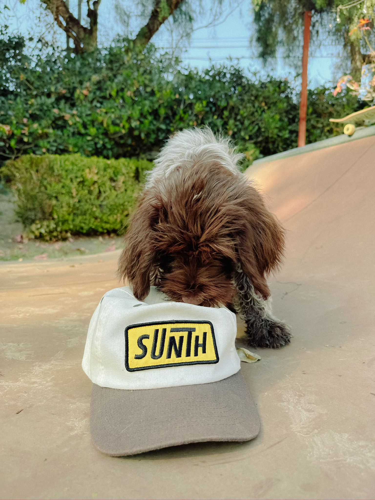 Dog with hat