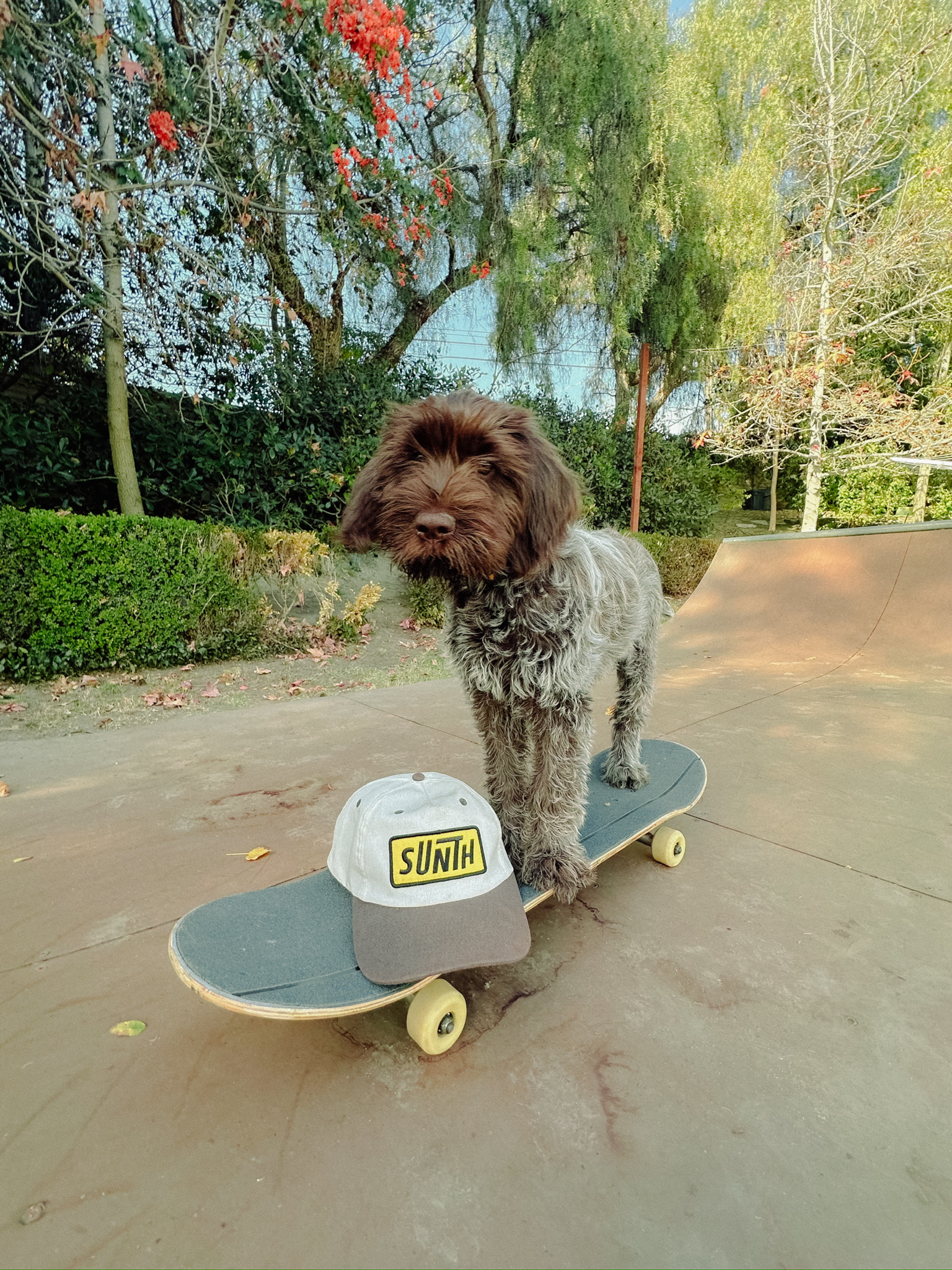 Dog with backsnap hat